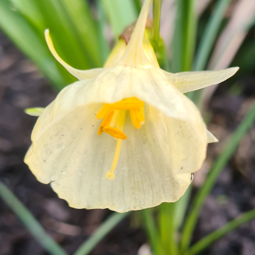 Daffodil Spoirot (Bulbocodium) in the GardenTags plant encyclopedia