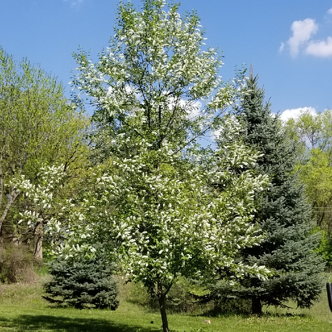 Crab Apple Snowdrift in the GardenTags plant encyclopedia