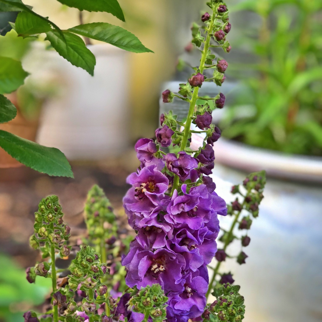 Purple Mullein Violetta in the GardenTags plant encyclopedia