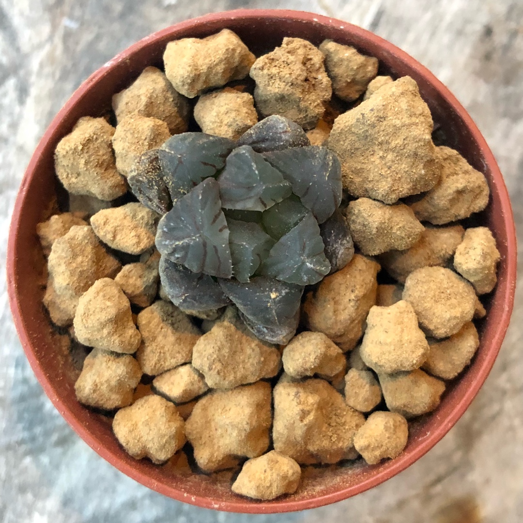 Haworthia Shizukaishi in the GardenTags plant encyclopedia