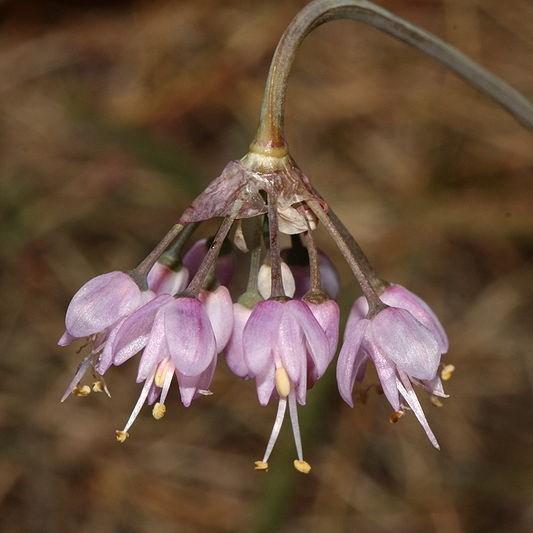 Allium (Species) Ladys Leek in the GardenTags plant encyclopedia