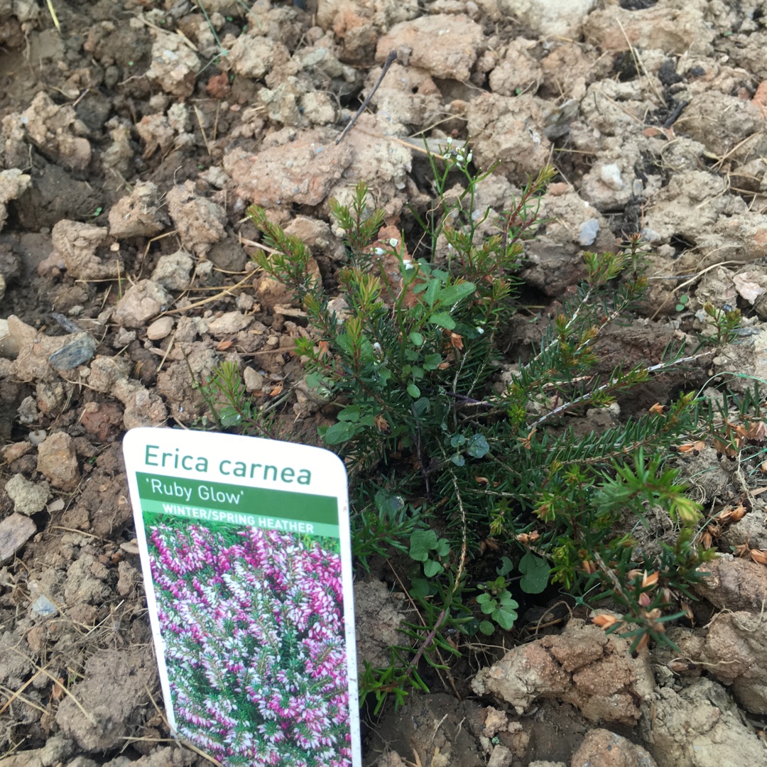 Winter Heath Ruby Glow in the GardenTags plant encyclopedia