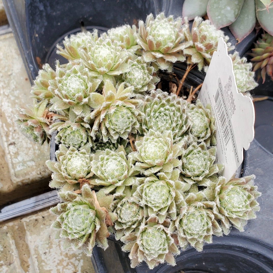 Sempervivum Cinnamon Starburst in the GardenTags plant encyclopedia