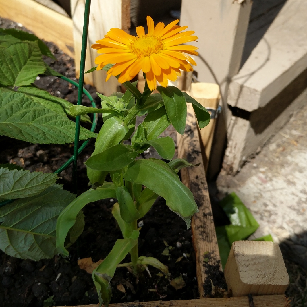 Pot Marigold Bon Bon™ Mix (Mix) in the GardenTags plant encyclopedia