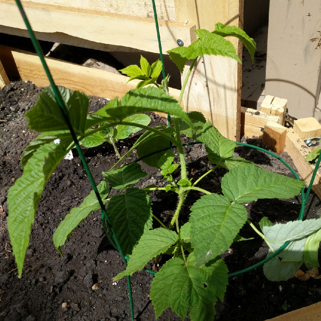 Fall Gold Raspberry in the GardenTags plant encyclopedia