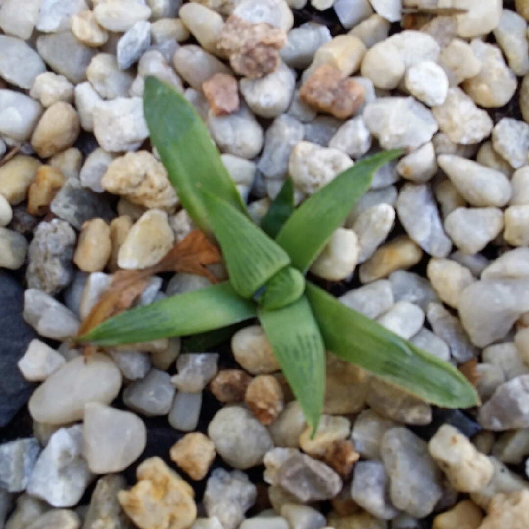 Haworthia Turgida var. Longbracteata in the GardenTags plant encyclopedia