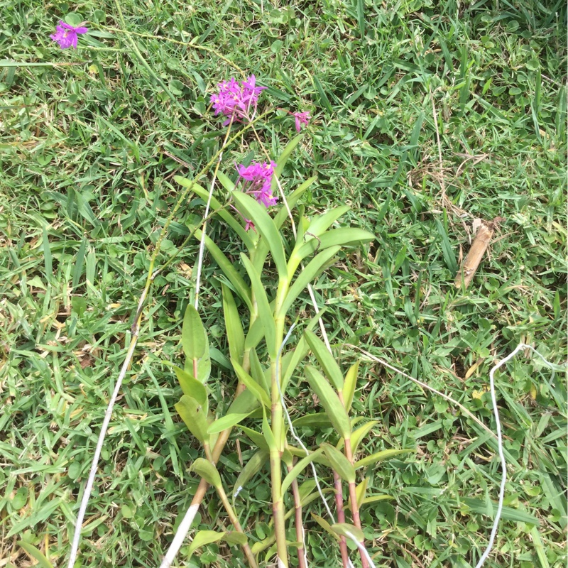 Crucifix Orchid in the GardenTags plant encyclopedia