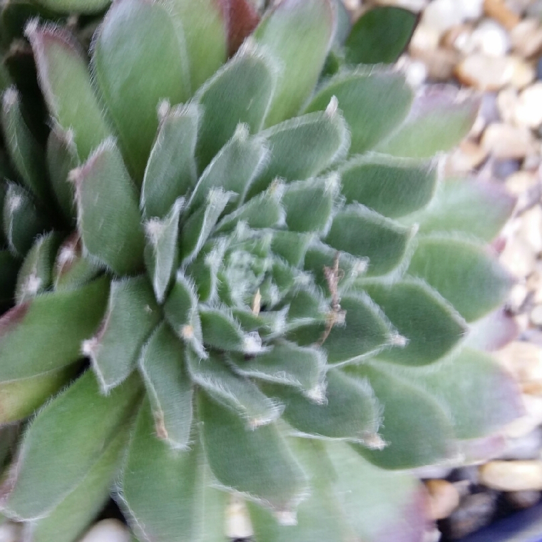 Sempervivum Faucomnettii in the GardenTags plant encyclopedia