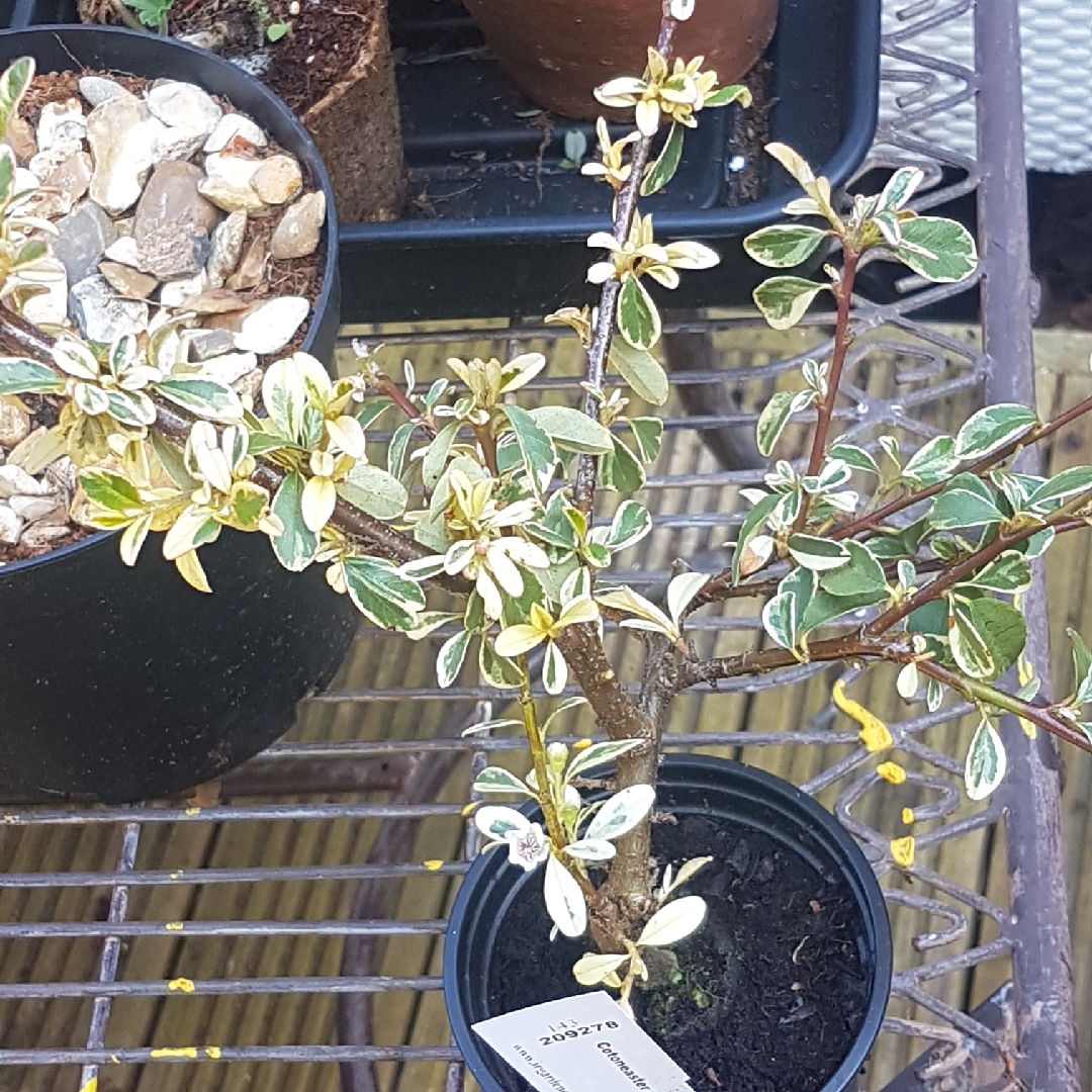 Cotoneaster Juliette in the GardenTags plant encyclopedia