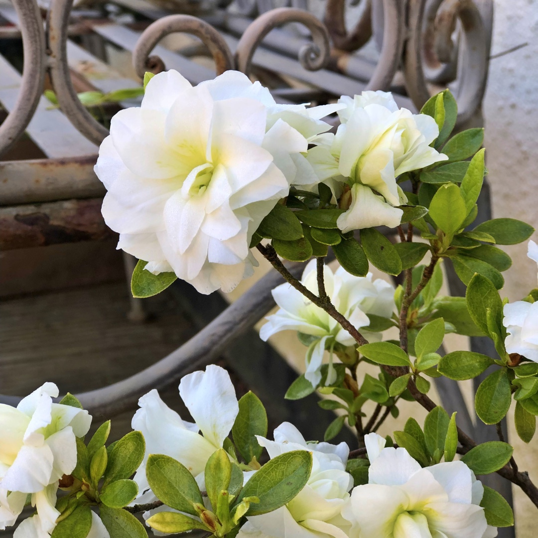 Azalea White Bouquet in the GardenTags plant encyclopedia