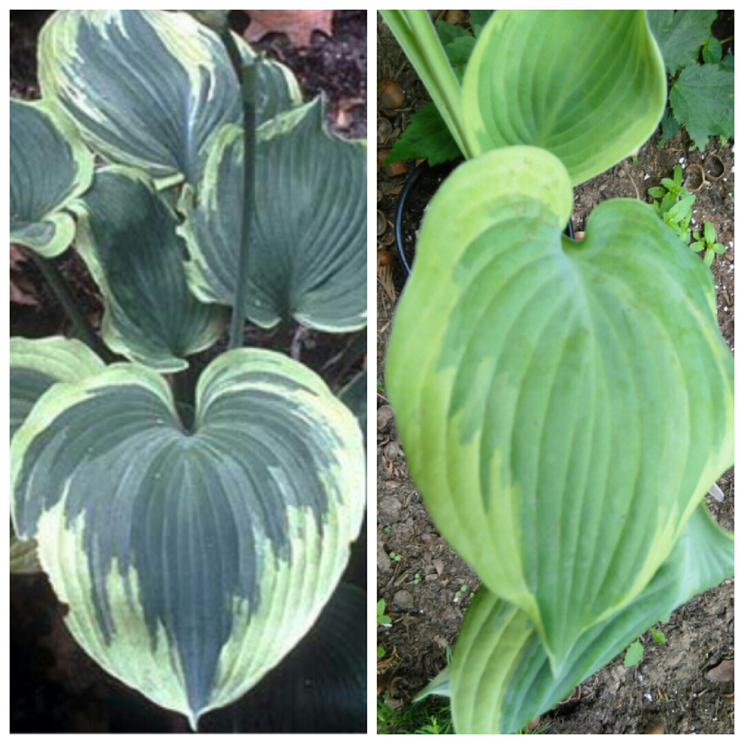 Plantain Lily Earth Angel in the GardenTags plant encyclopedia