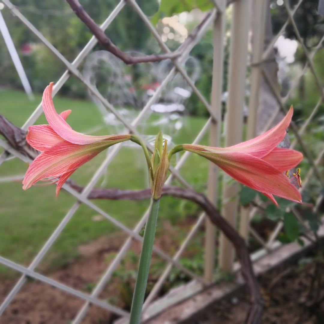 Rhodophiala rosea in the GardenTags plant encyclopedia