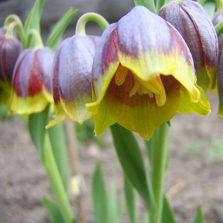 Michailovski Fritillary in the GardenTags plant encyclopedia