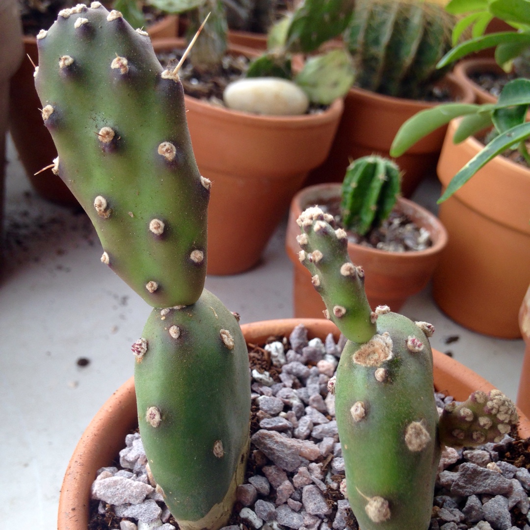 Quimilio Prickly Pear in the GardenTags plant encyclopedia