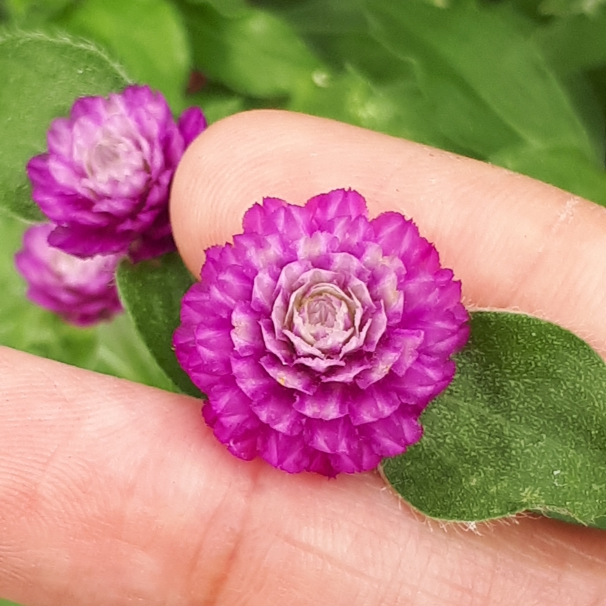 Globe Amaranth Lil Forest™ Sugared Plum in the GardenTags plant encyclopedia