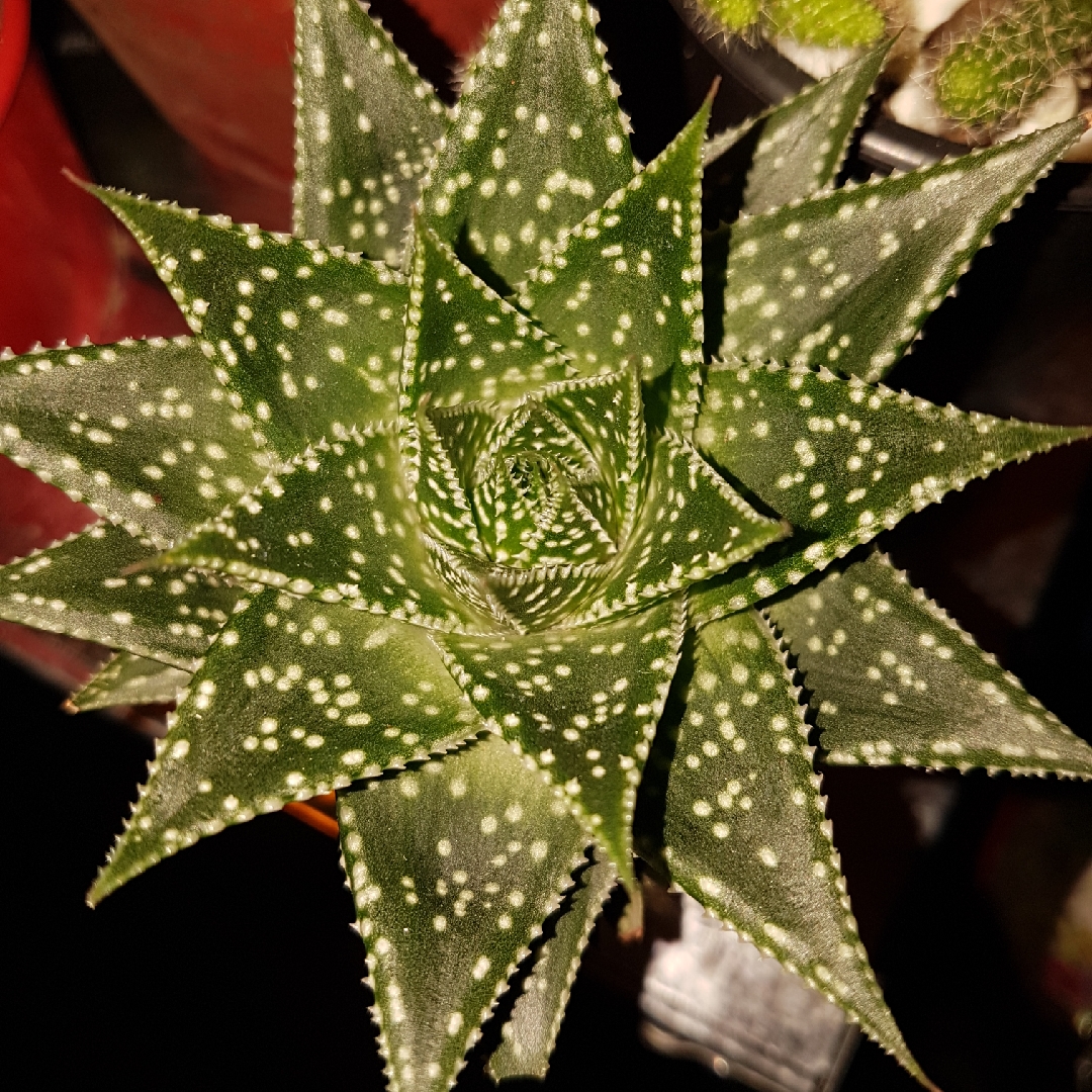 Aloe Gasteria Durban in the GardenTags plant encyclopedia