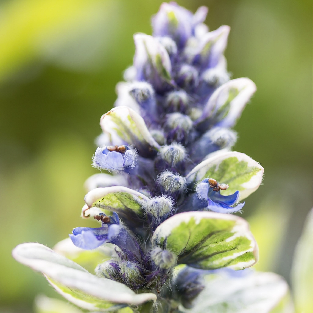 Bugle Silver Queen in the GardenTags plant encyclopedia