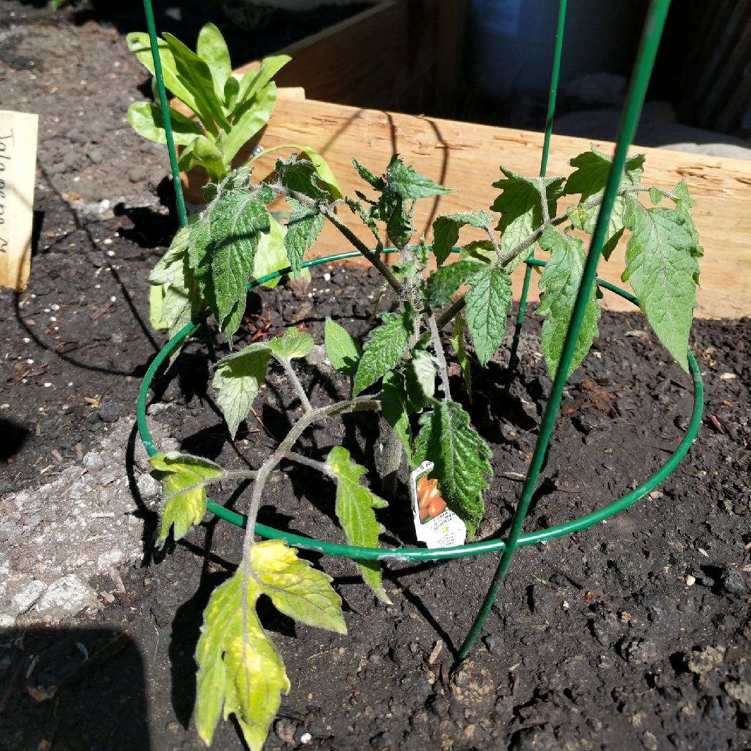 Tomato LaRoma II Red (Plum Tomato) in the GardenTags plant encyclopedia