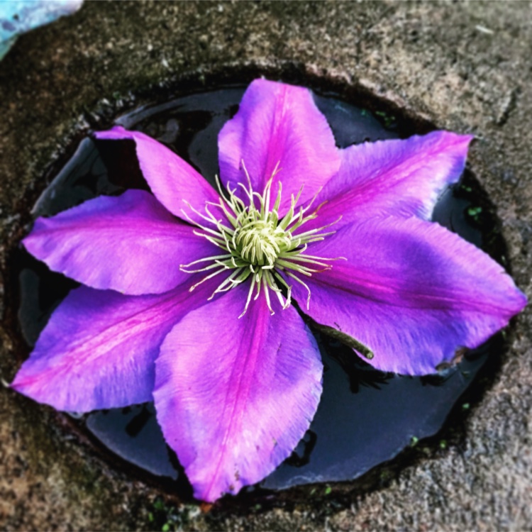 Clematis Dazzle in the GardenTags plant encyclopedia