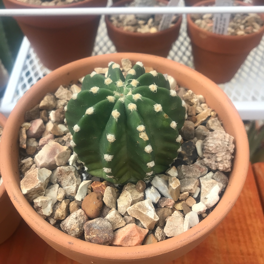 Echinopsis ancistrophora in the GardenTags plant encyclopedia