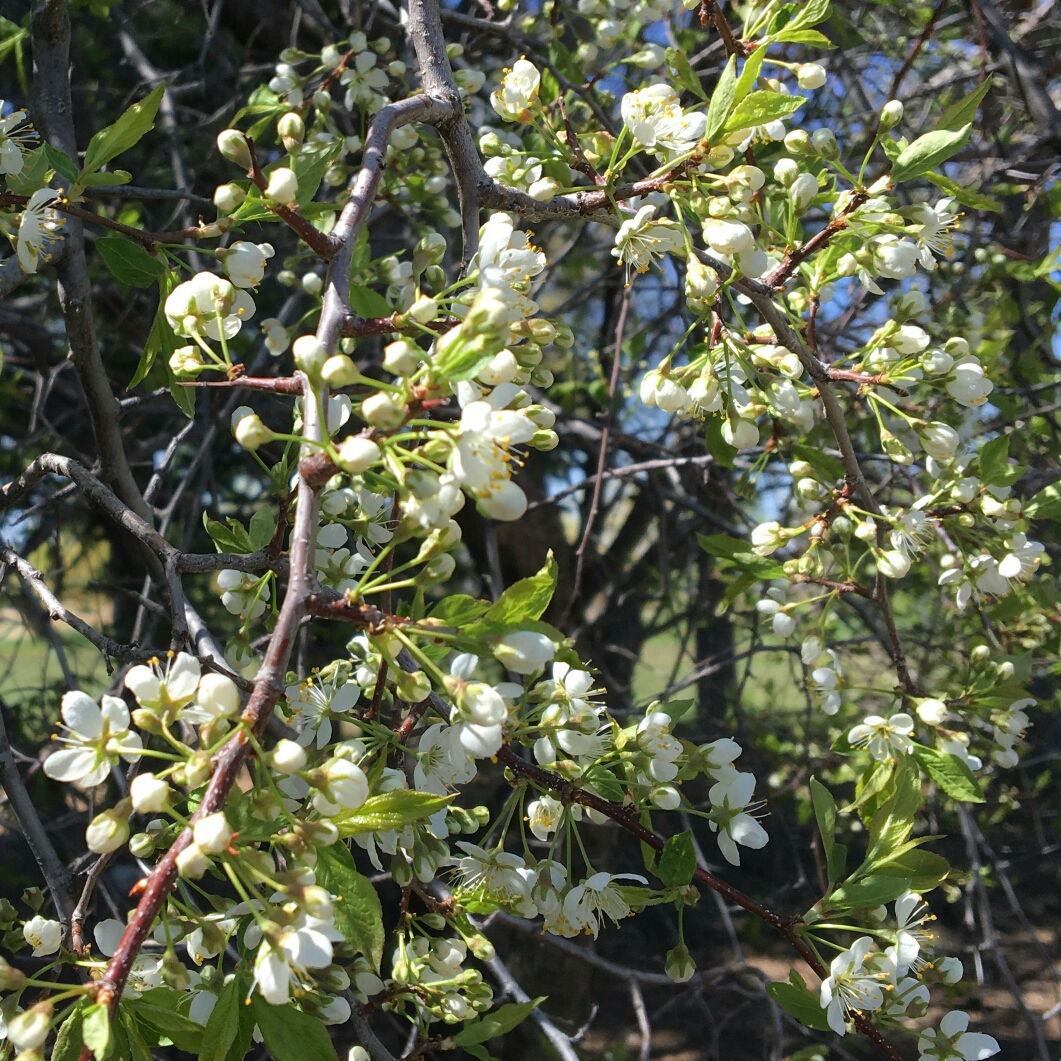 Pembina Plum Tree in the GardenTags plant encyclopedia