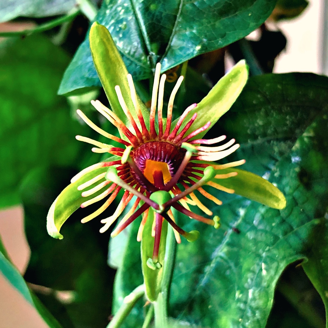 Passionflower jorullensis in the GardenTags plant encyclopedia