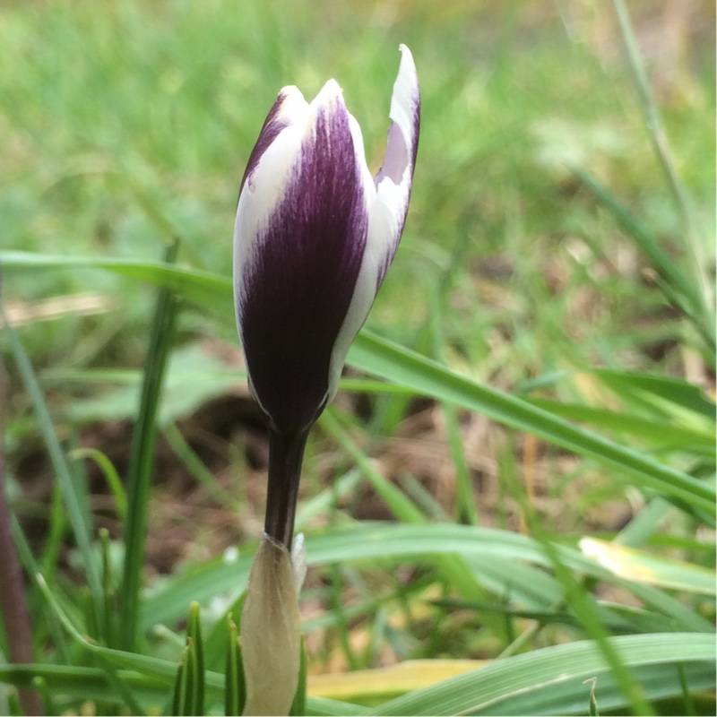 Crocus Ladykiller in the GardenTags plant encyclopedia