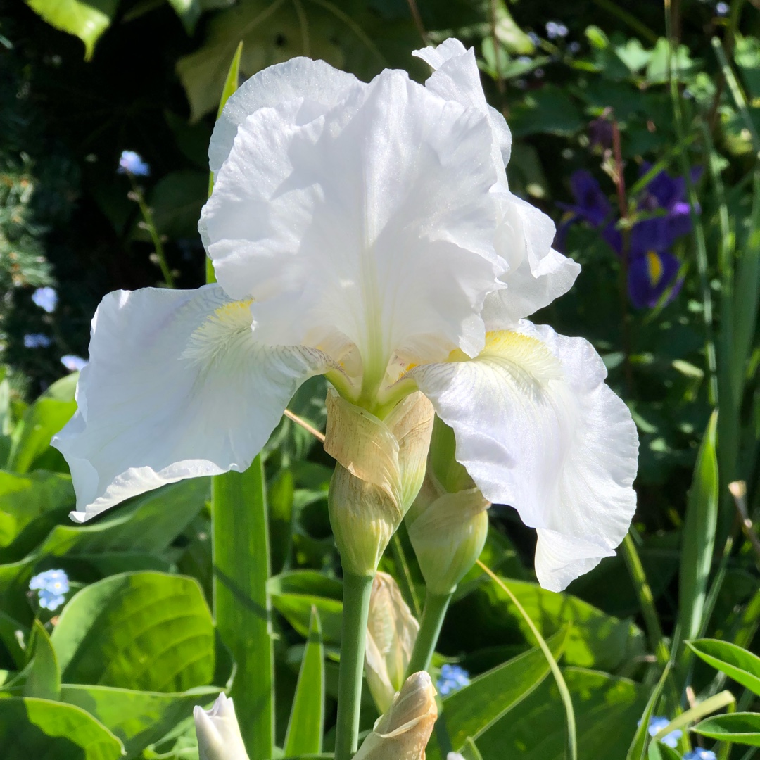 Bearded Iris Catch A Falling Star (Tall) in the GardenTags plant encyclopedia