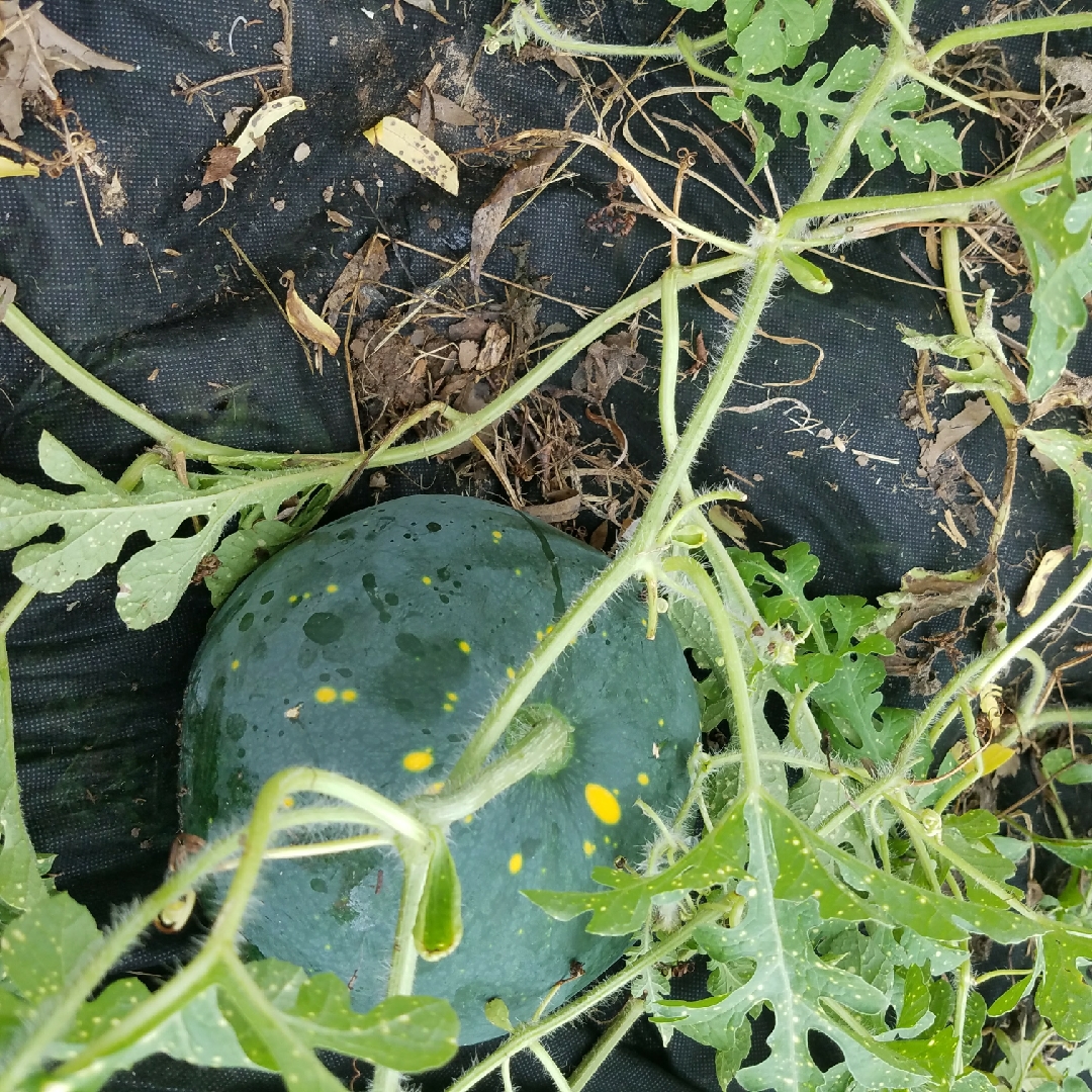 Moon And Star Watermelon in the GardenTags plant encyclopedia