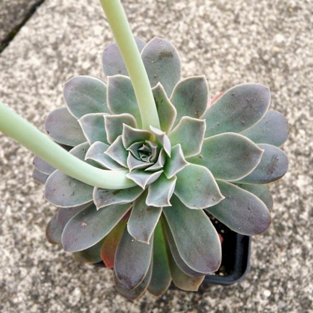 Echeveria Eurychlamys in the GardenTags plant encyclopedia