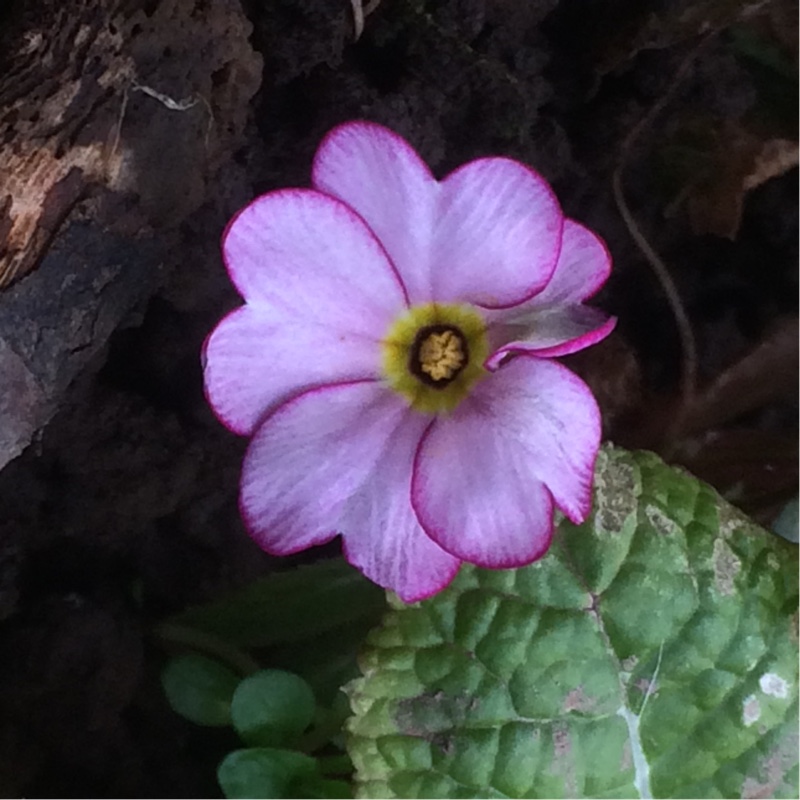 Primula Woodland walk in the GardenTags plant encyclopedia