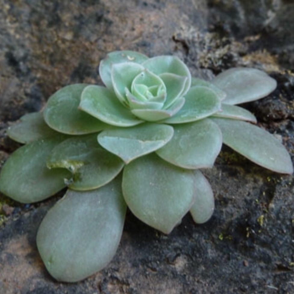 Echeveria Calycosa in the GardenTags plant encyclopedia