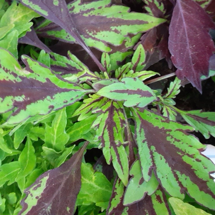 Coleus FlameThrower™ Salsa Verde in the GardenTags plant encyclopedia