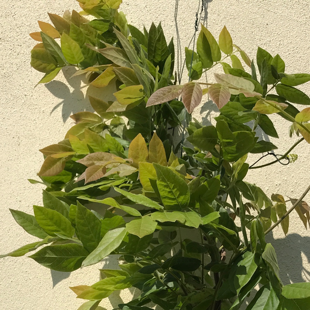 Japanese Wisteria Iko Yama Fuji in the GardenTags plant encyclopedia