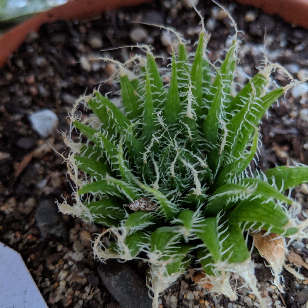 Haworthia xiphiophylla in the GardenTags plant encyclopedia