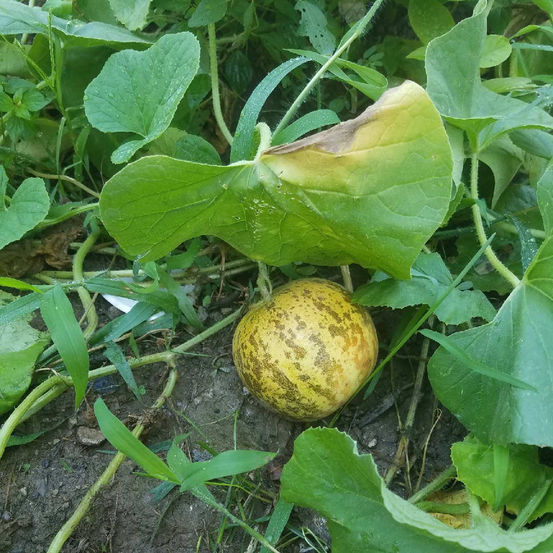 Cucumis Melo Tiger Melon In Gardentags Plant Encyclopedia