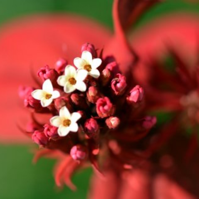 Red riot in the GardenTags plant encyclopedia