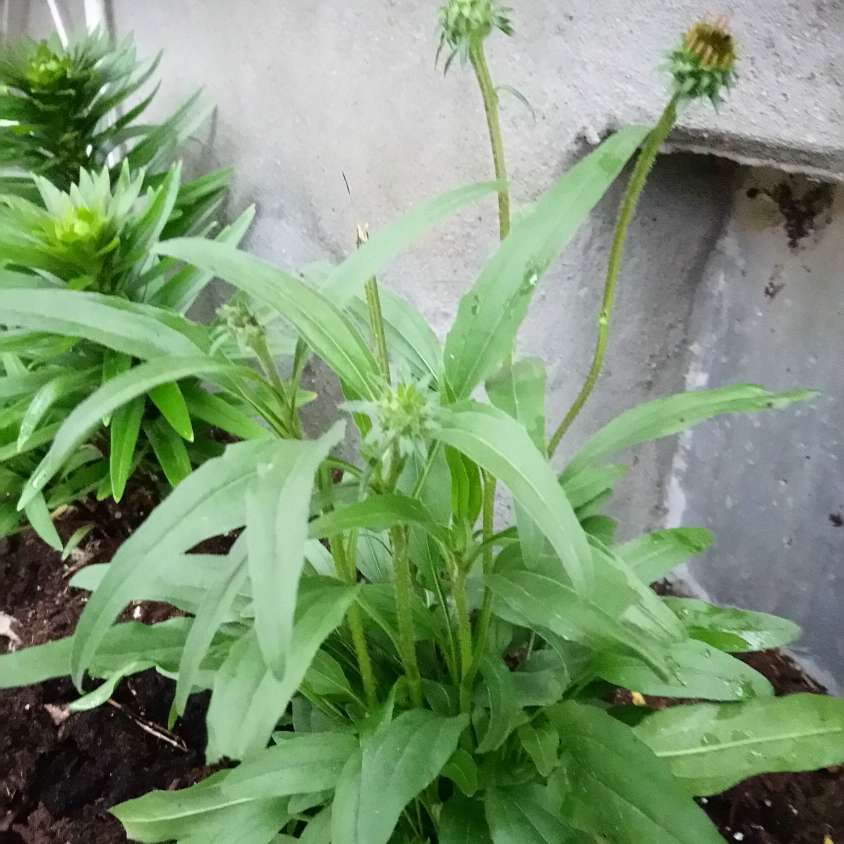 Coneflower Glowing Dream in the GardenTags plant encyclopedia