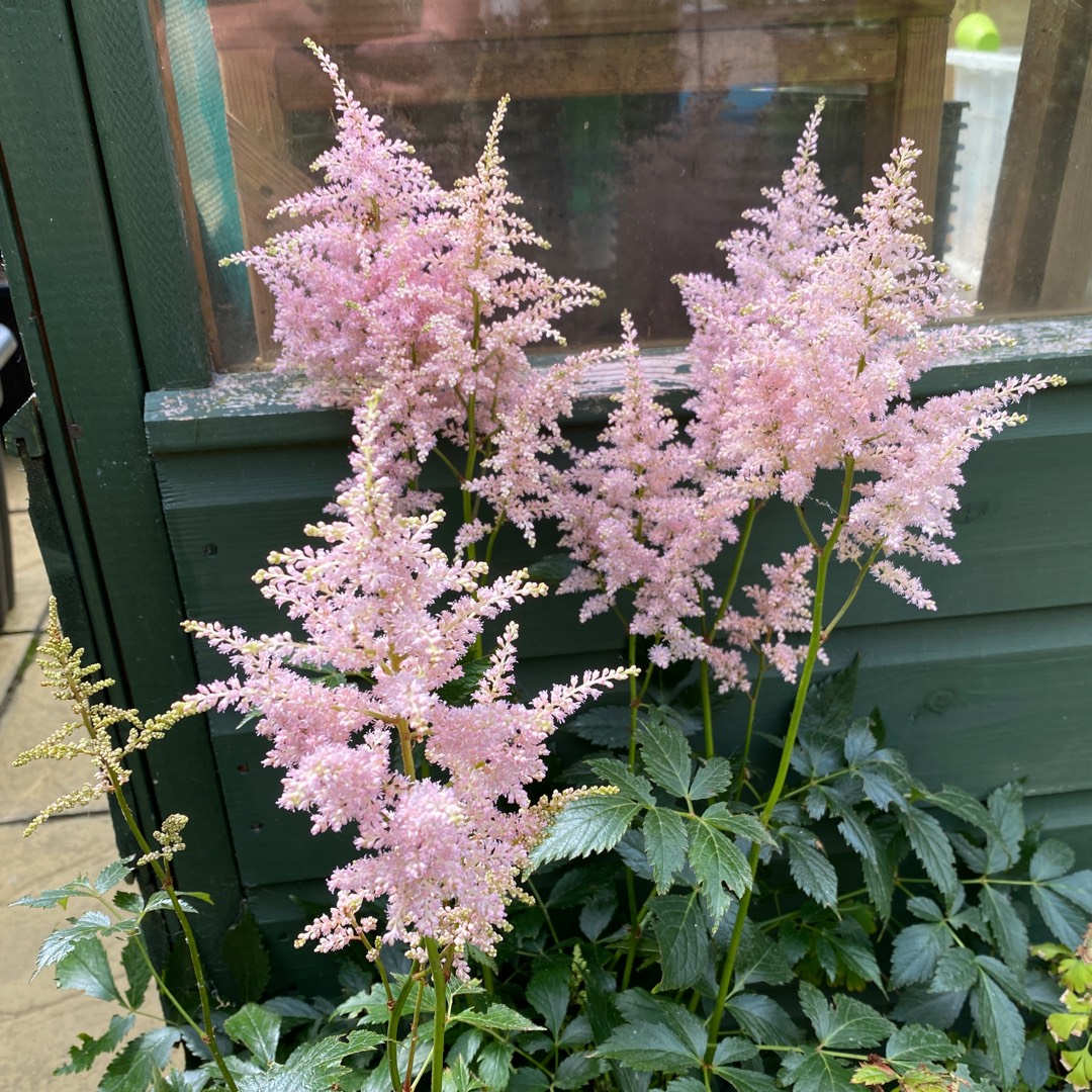 Rheinland Astilbe in the GardenTags plant encyclopedia