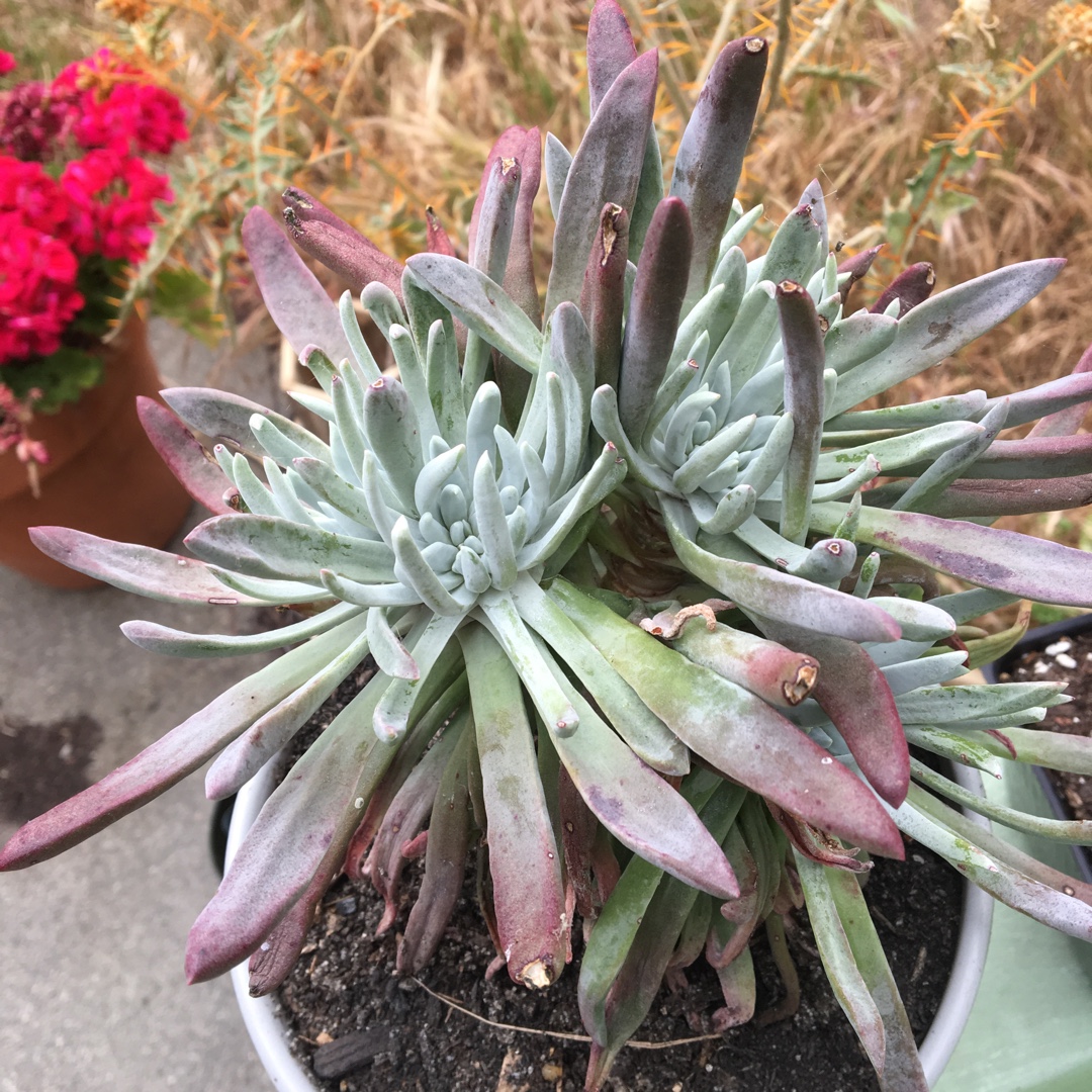 Dudleya Attenuata in the GardenTags plant encyclopedia