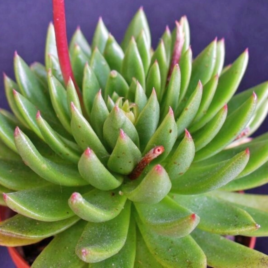 Echeveria Calderoniae in the GardenTags plant encyclopedia