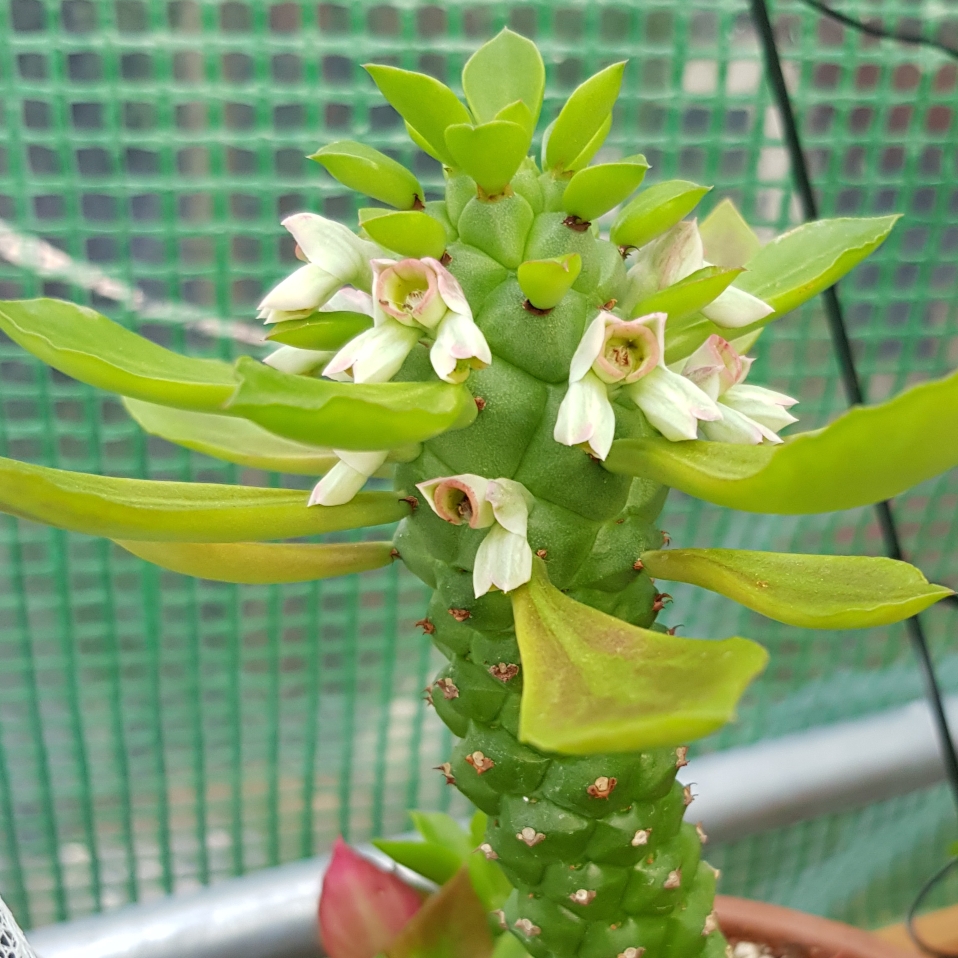 Euphorbia Neostapelioides in the GardenTags plant encyclopedia