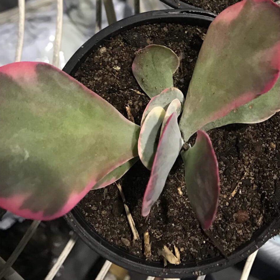 Variegated Flapjacks in the GardenTags plant encyclopedia