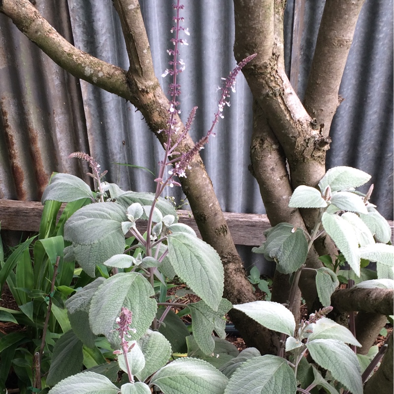 Plectranthus Silver Shield in the GardenTags plant encyclopedia