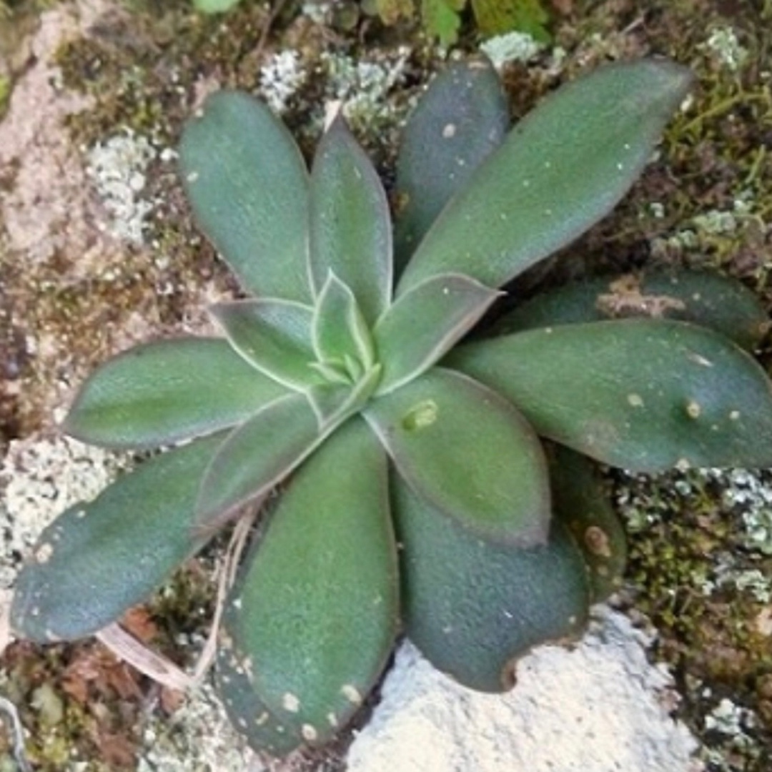 Echeveria Carnicolour in the GardenTags plant encyclopedia