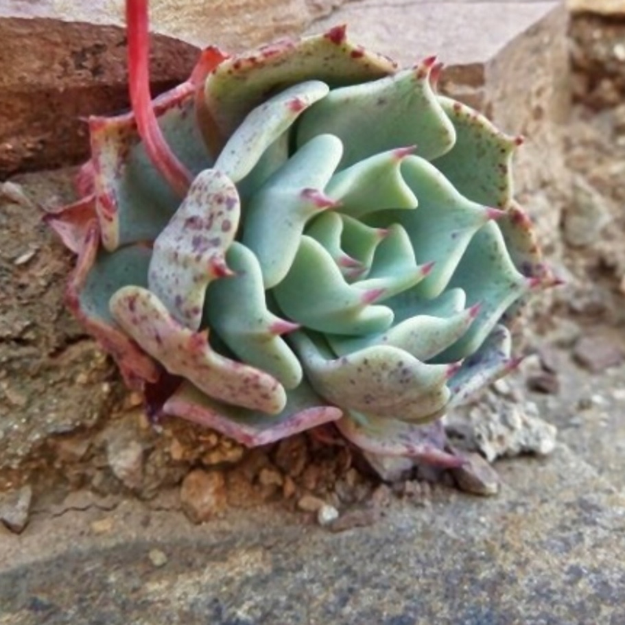 Echeveria Catorce in the GardenTags plant encyclopedia