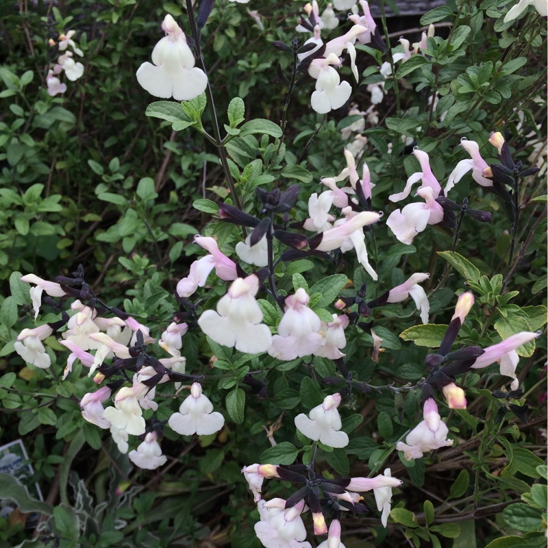 Salvia Heatwave Glimmer in the GardenTags plant encyclopedia