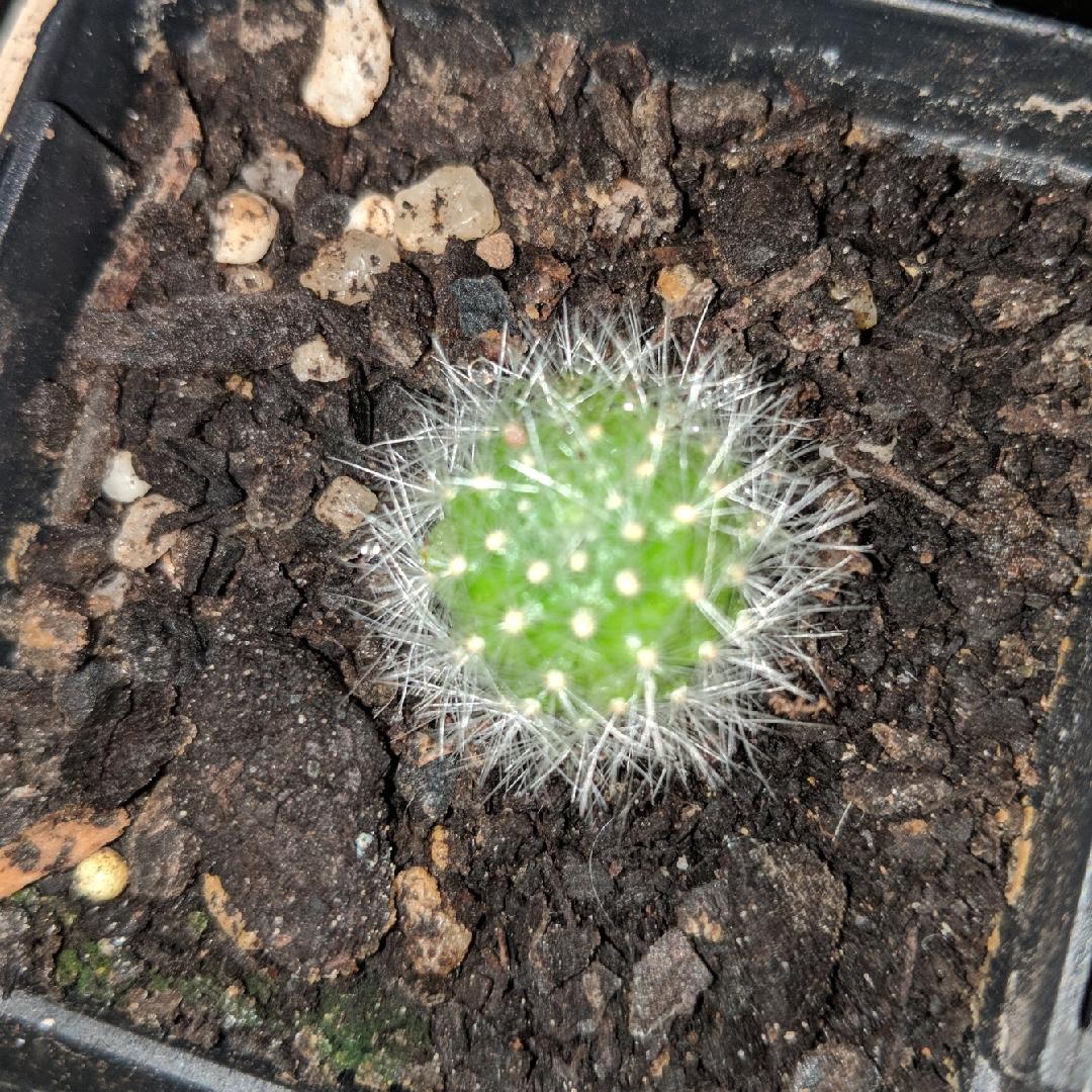 Rebutia pulvinosa subsp. albiflora in the GardenTags plant encyclopedia