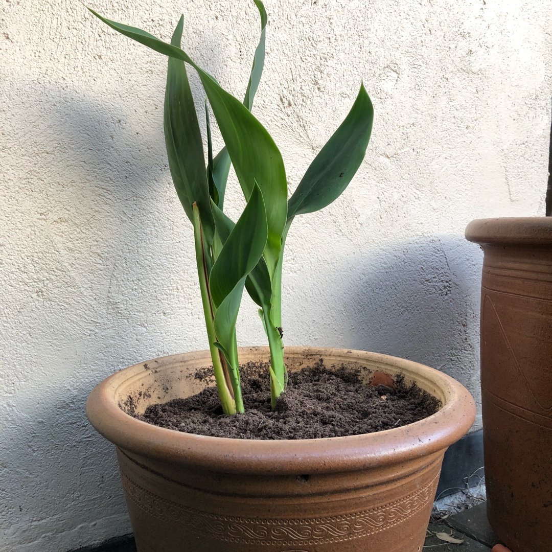 Water Canna Ra in the GardenTags plant encyclopedia