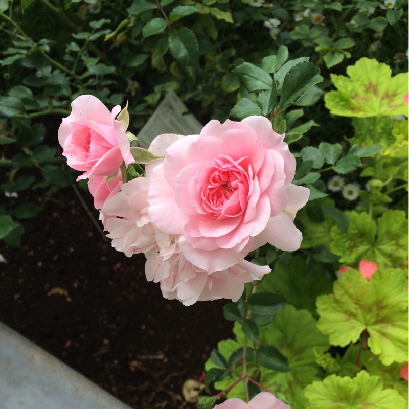 Rose Bonica in the GardenTags plant encyclopedia